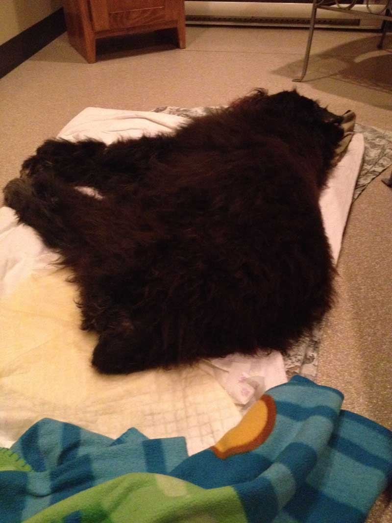 Kuma dead with pee