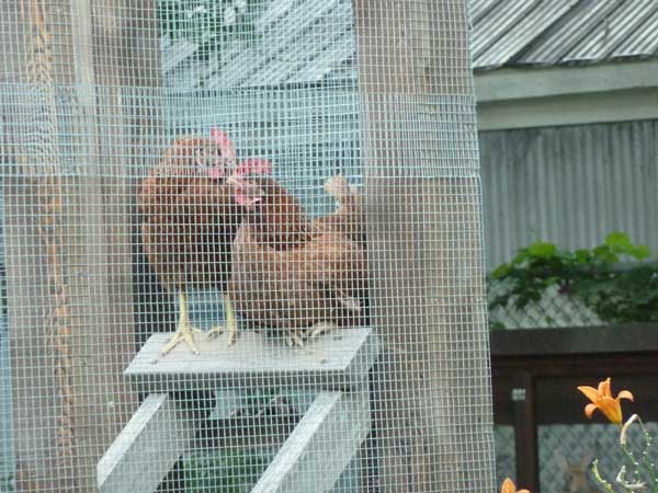 chickens on a ladder